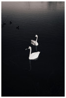 Swans