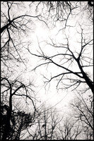 Trees in black and white