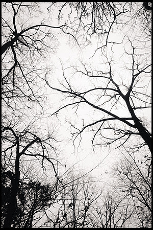 Trees in black and white