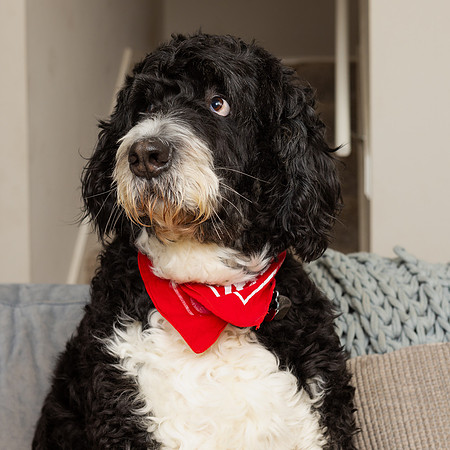 ThompsonFamily_Moose-17